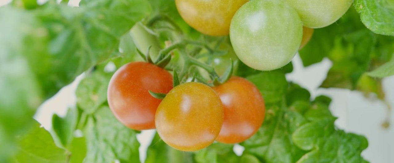 Чтобы повысить урожайность томатов их необходимо подкармливать