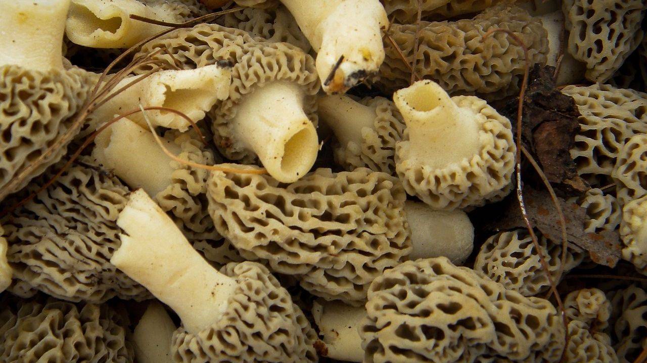 Как правильно приготовить грибы Сморчки