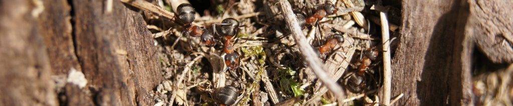 В чем вред муравьев на даче, в саду и огороде