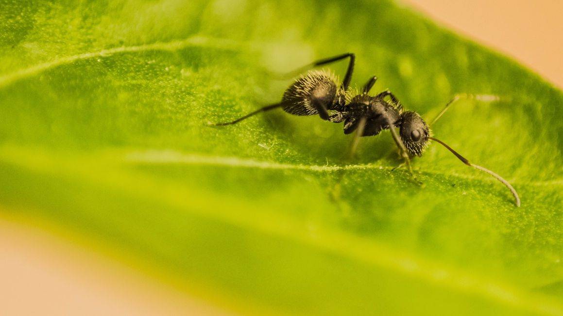 Чем опасны садовые муравьи и 6 способов от них избавиться