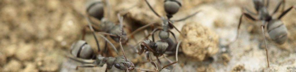Природные средства в борьбе с муравьями