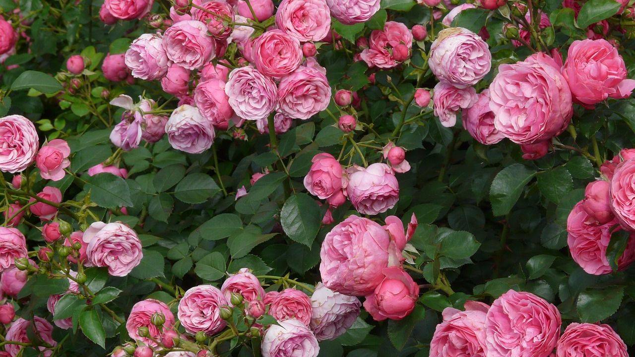 Как правильно утеплять садовые розы, чтобы они не замерзли зимой