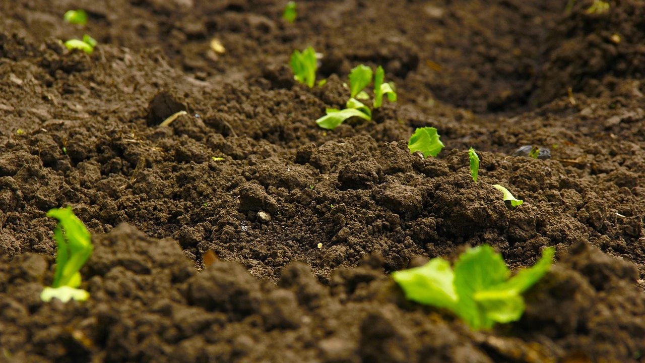 Как определить уровень кислотности почвы (рН) и раскислить ее