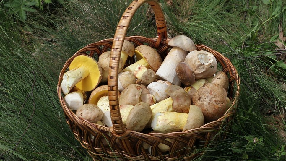 5 зимних рецептов-заготовок для белых грибов