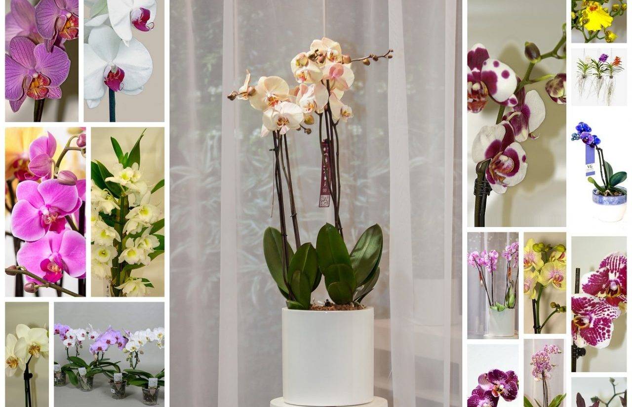 На картинке показан отличный вариант горшка для орхидеи, а также несколько вариантов цветка