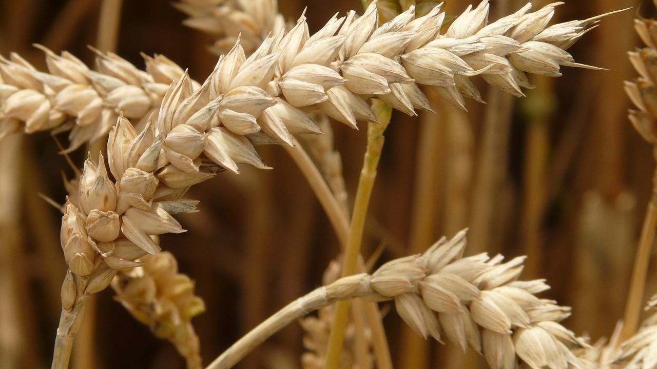 Польза и применение масла зародышей пшеницы для лица