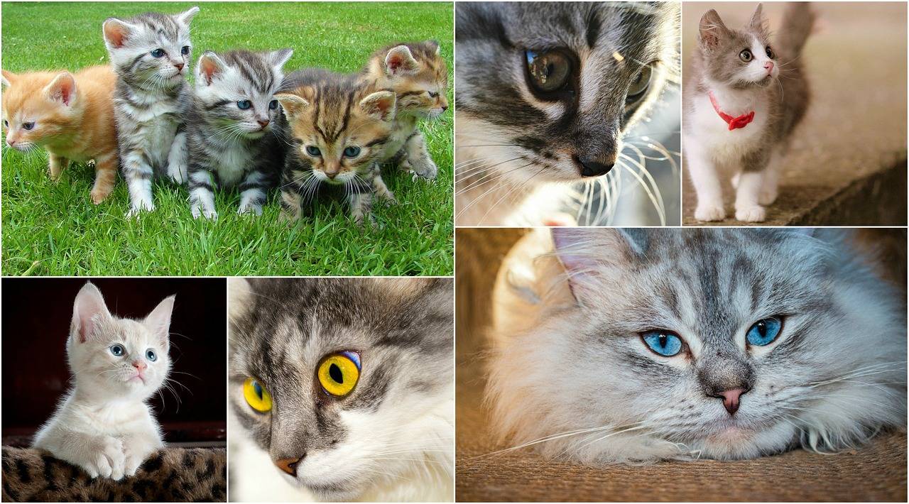 Роды домашней кошки: чем и как помочь любимице