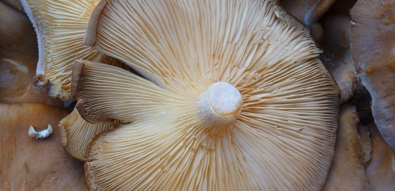 mushroom-5368_1280