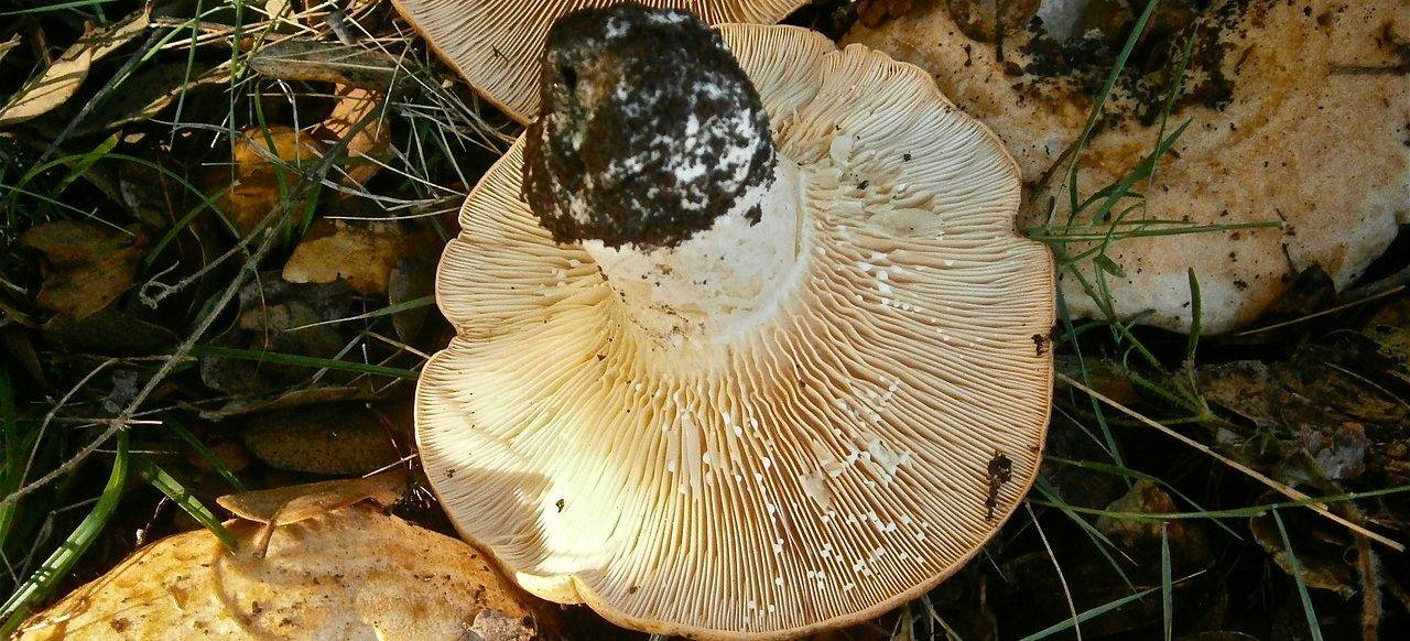mushrooms-210881_1280