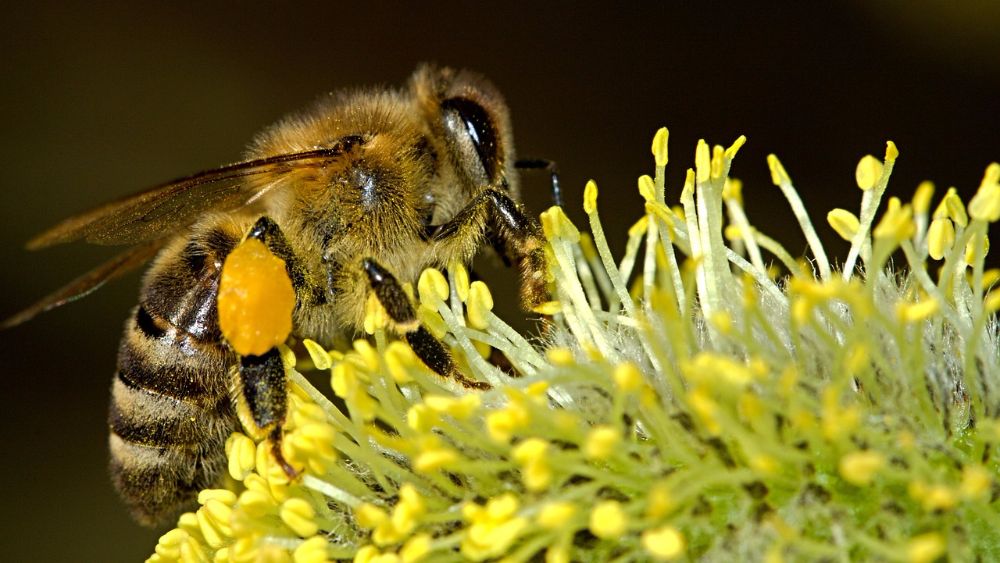 Польза пчелиной пыльцы для здоровья: 5 вариантов применения