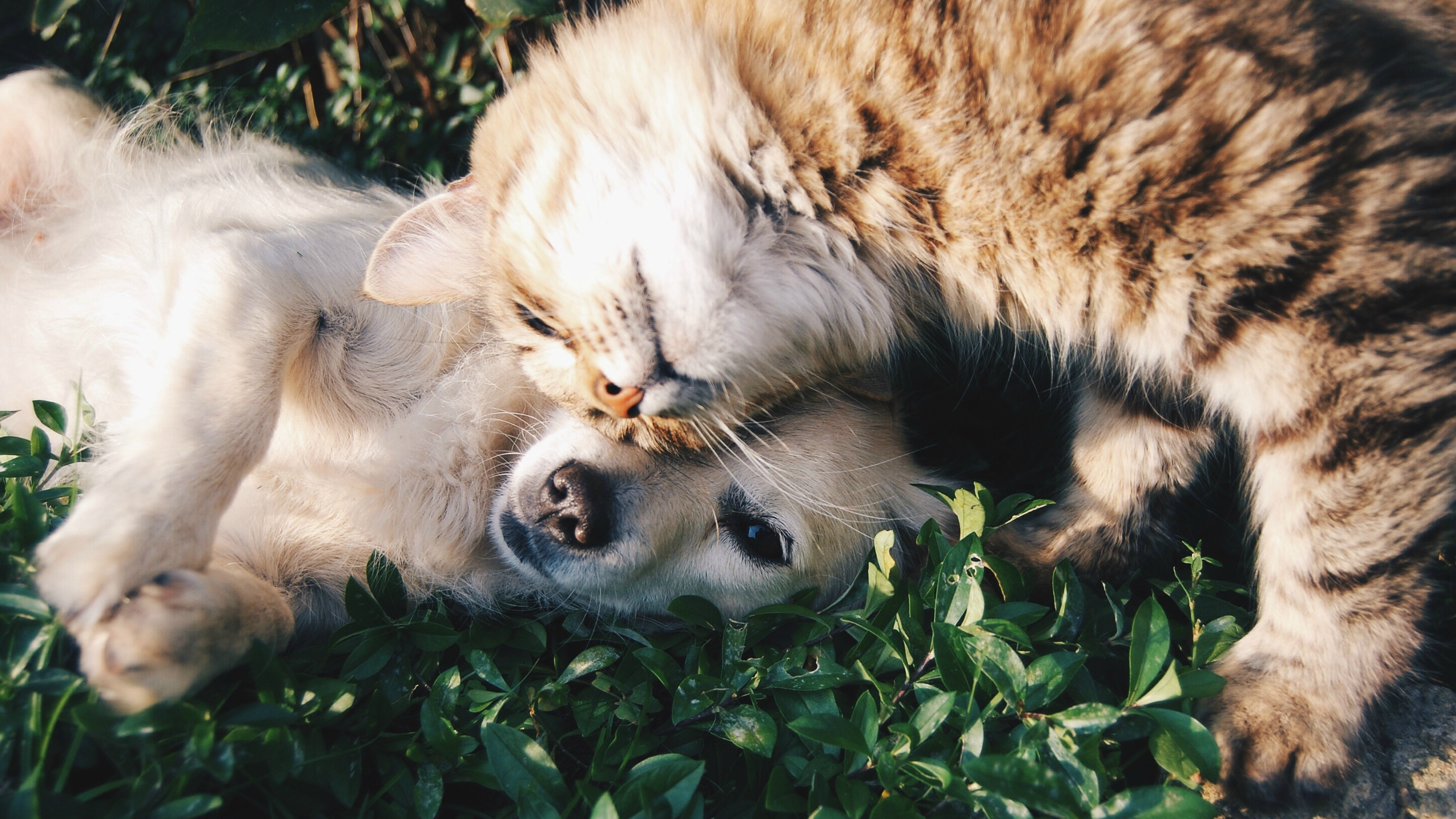 Как наладить взаимоотношения между кошкой и собакой