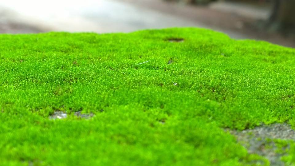 Как вырастить мох в саду/на лужайке, и решить проблему ландшафтного дизайна (ИНФОГРАФИКА)