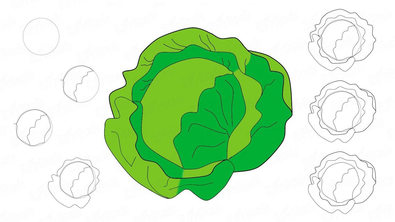 Как нарисовать белокочанную капусту