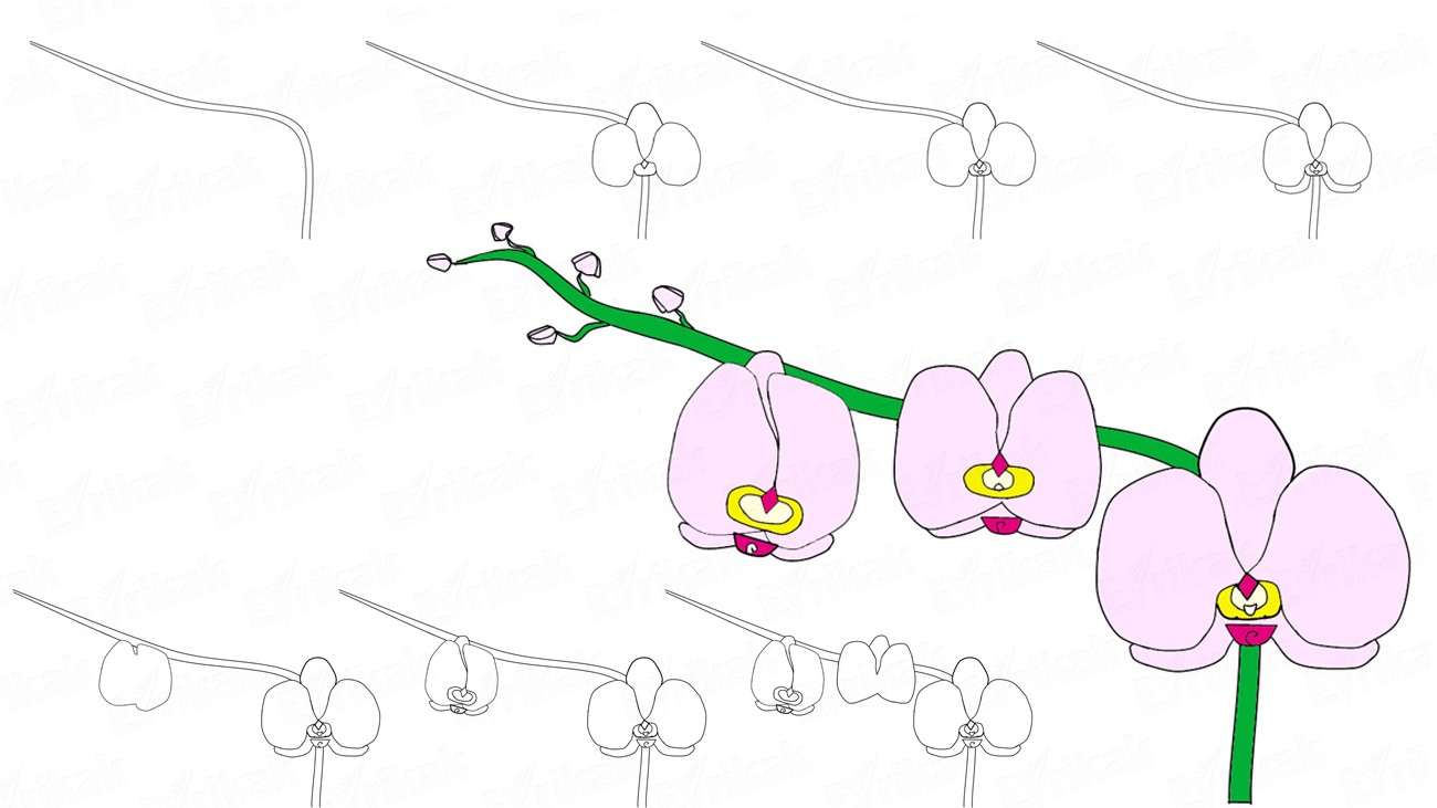 Как рисовать орхидею шаг за шагом