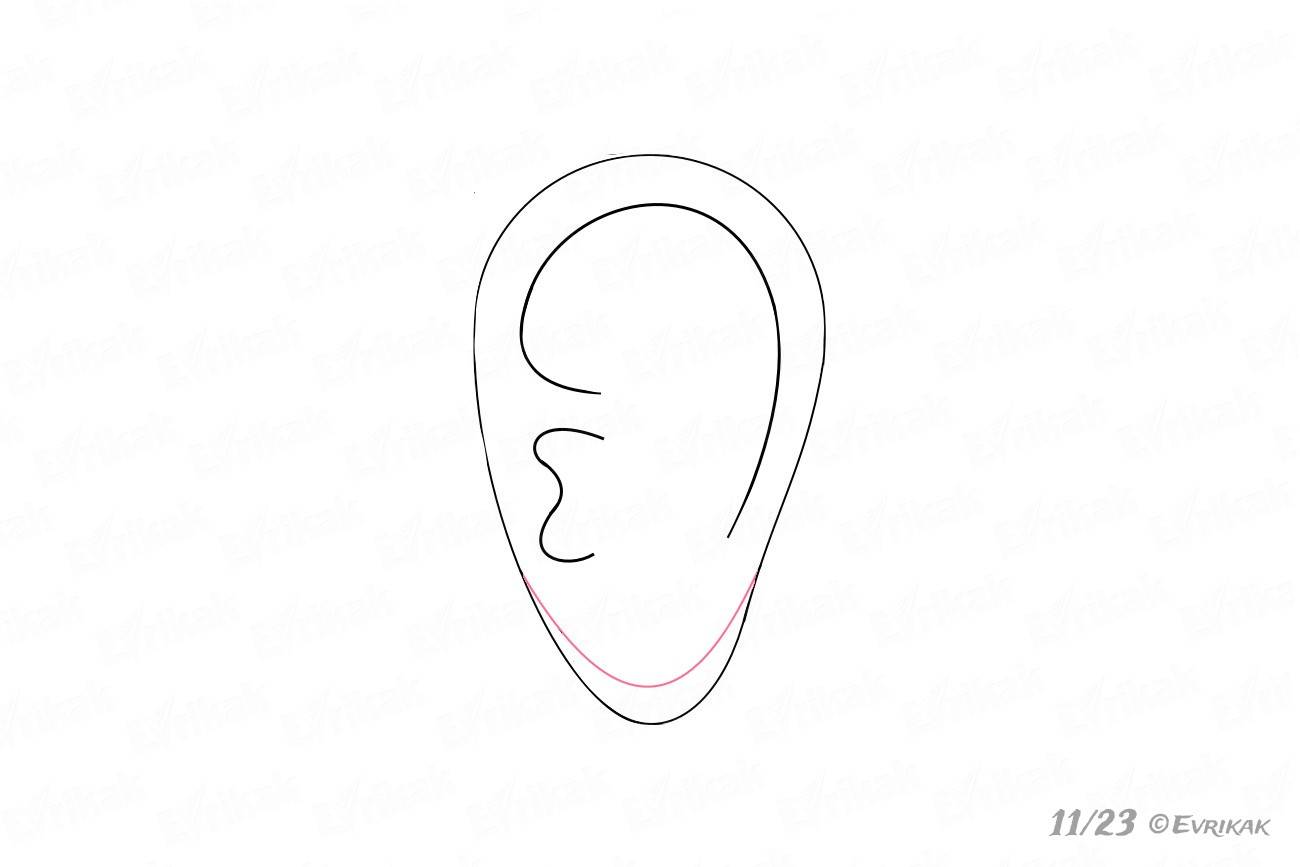 Округлая деталь уха