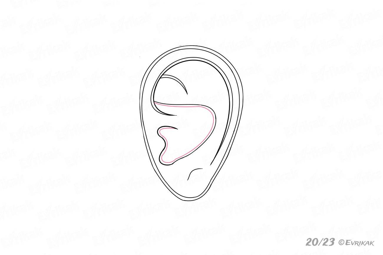 Обведение уха
