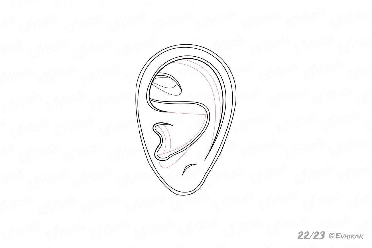 Внутренние детали уха