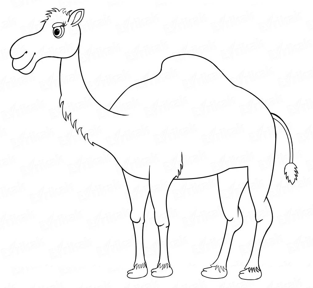 Раскраска Верблюд