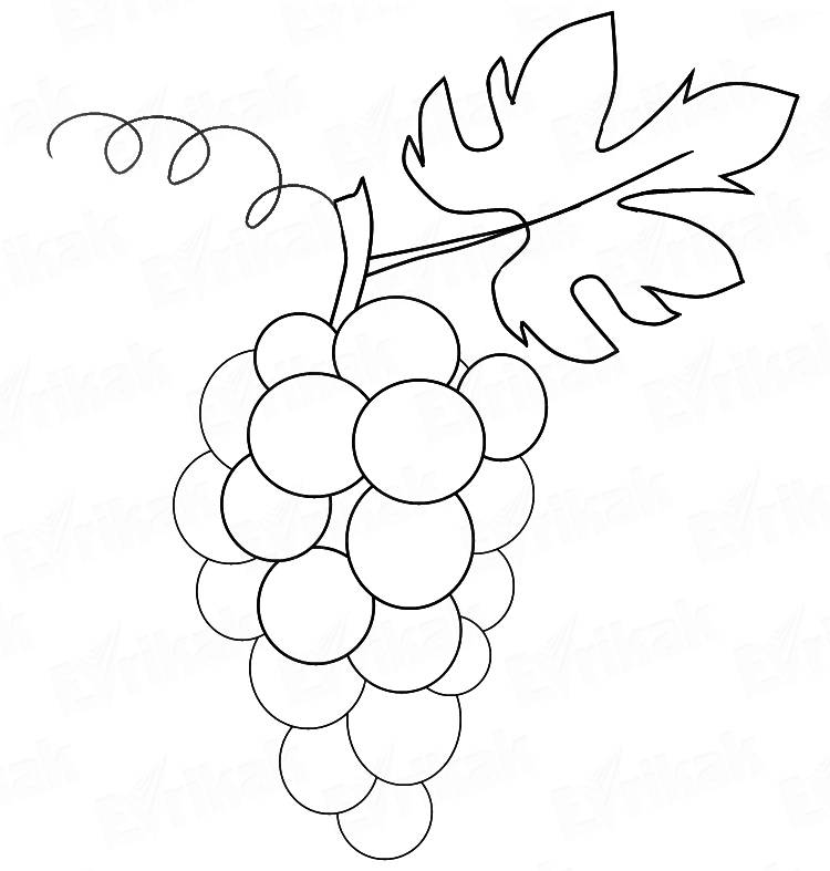Раскраска Виноград