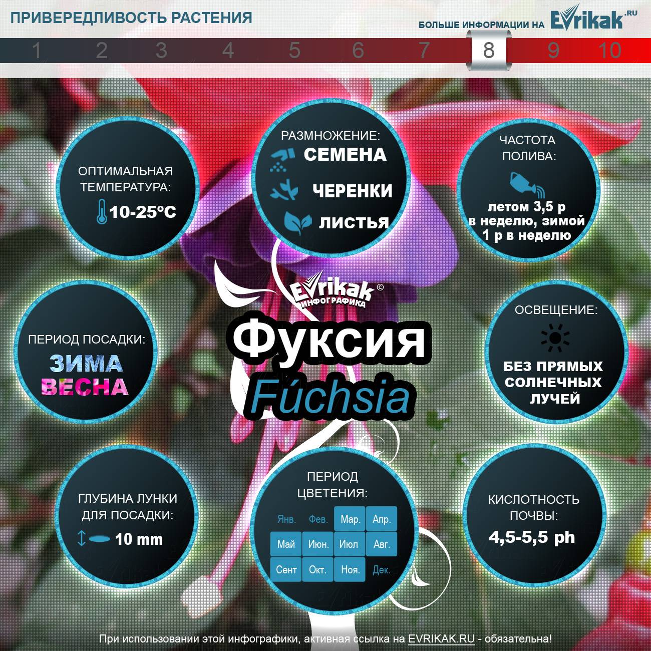 Фуксия_инфографика_Evrikak.ru