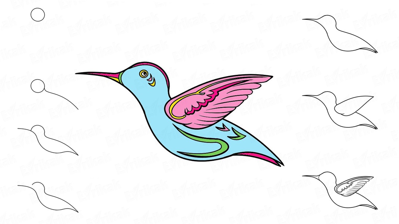 Рисуем поэтапно птицу колибри карандашом (+ раскраска)