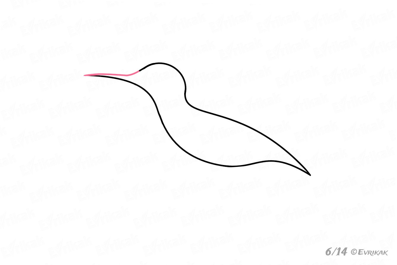 Как пошагово нарисовать колибри