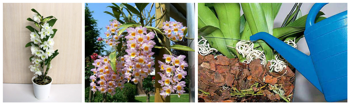 Орхидея Дендробиум: выращивание и уход от А до Я (ИНФОГРАФИКА)