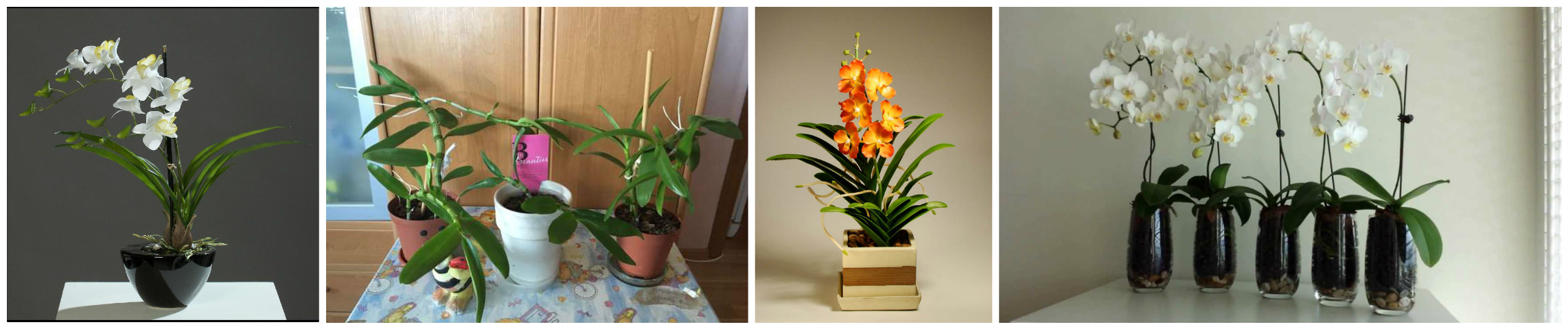 Орхидея Дендробиум: выращивание и уход от А до Я (ИНФОГРАФИКА)