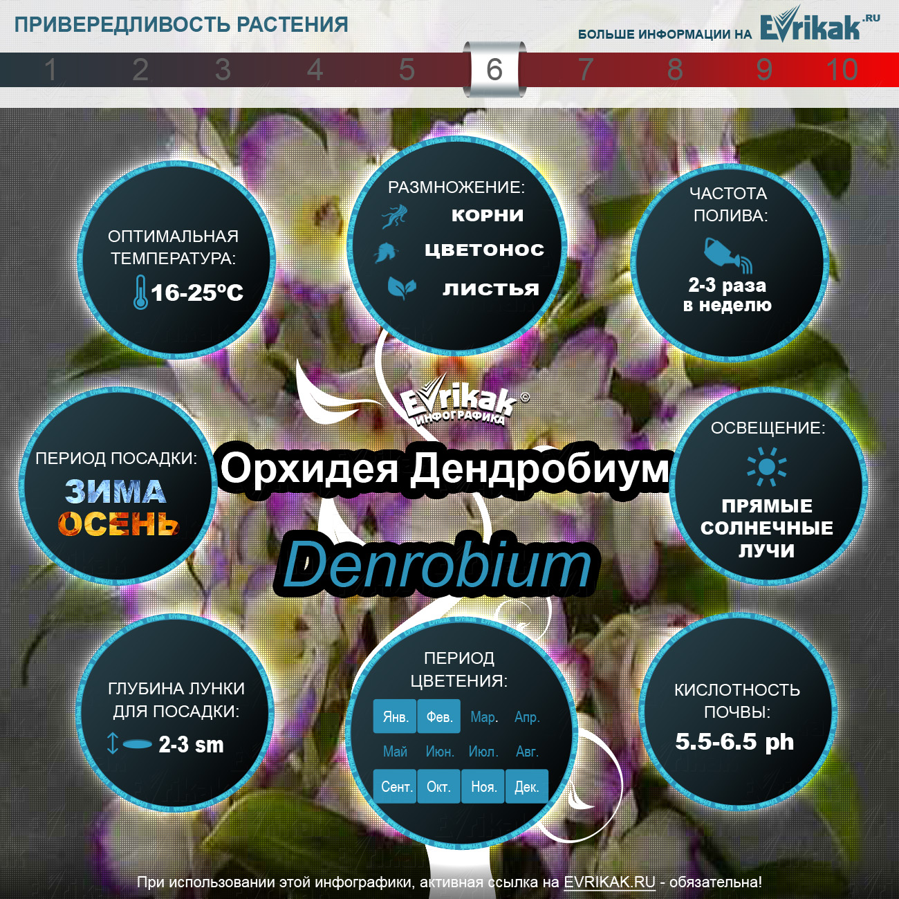 дендробиум_Evrikak.ru
