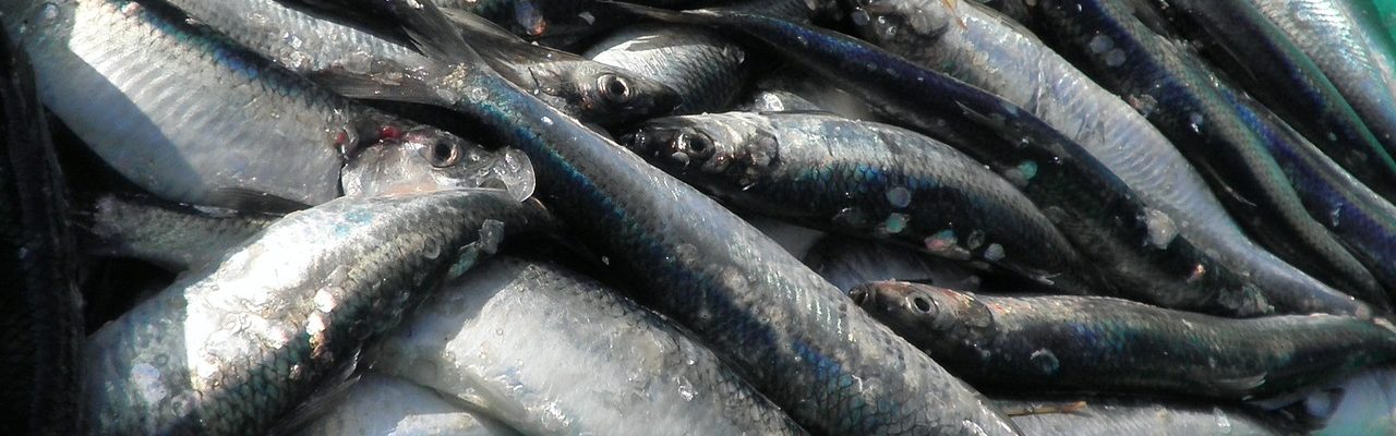 Виды морских рыб: какие можно есть, а какие опасно