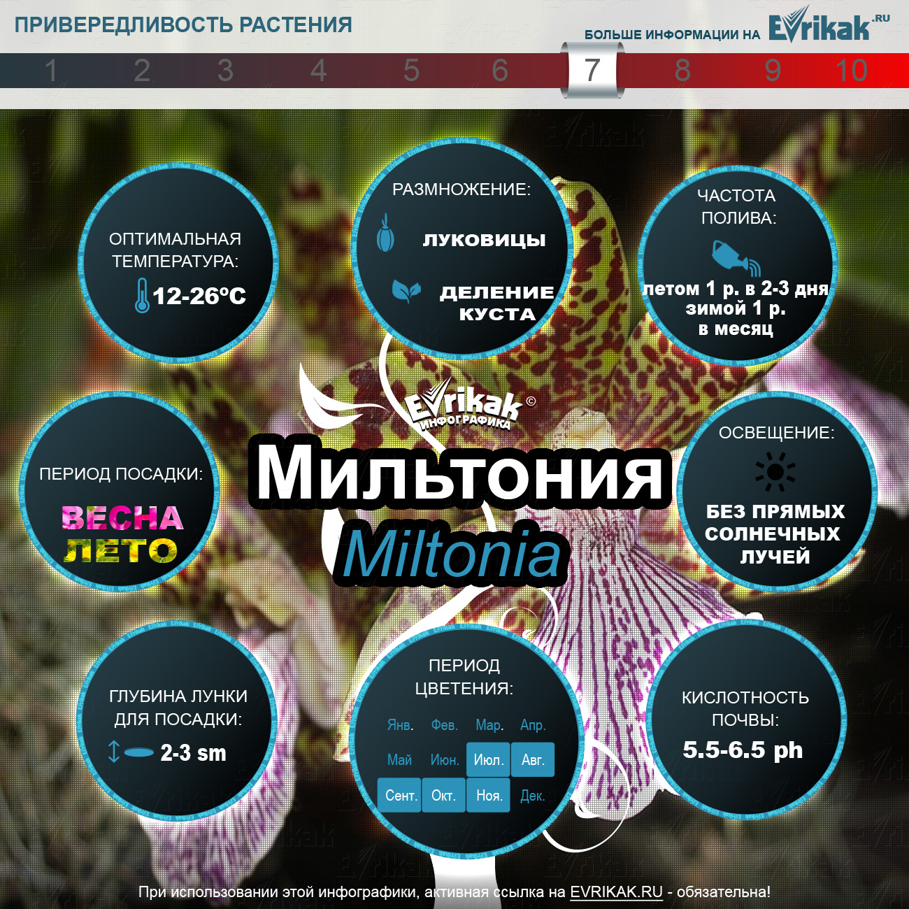 мильтония инфографика_Evrikak.ru