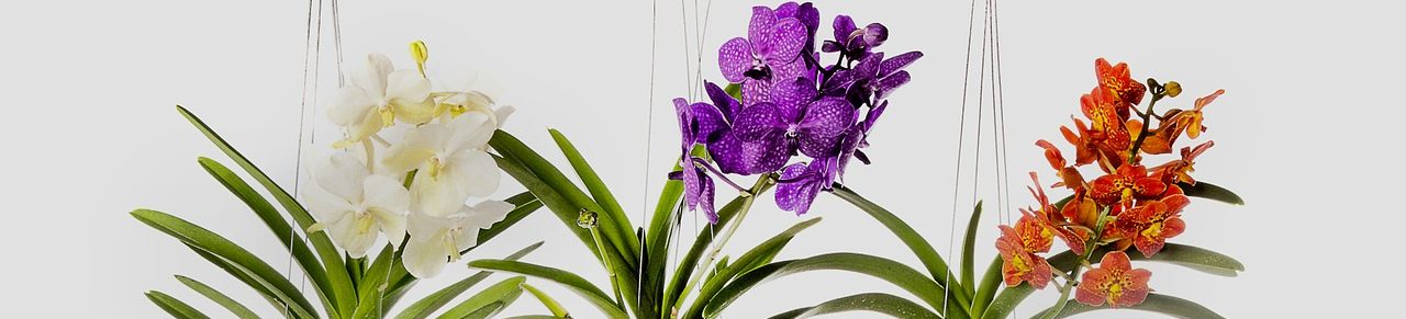 Орхидея Ванда: выращивание и уход от А до Я