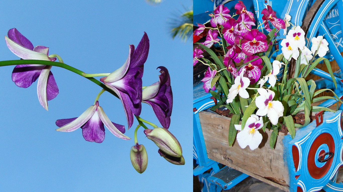 Орхидея Дендробиум: основы выращивания и ухода (ИНФОГРАФИКА)