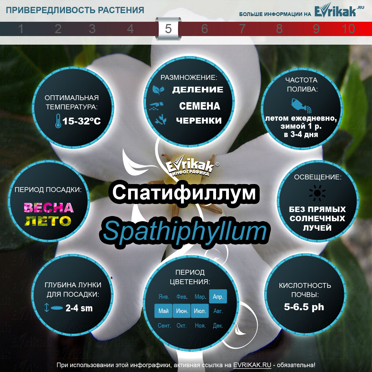 Спатифиллум инфографика_Evrikak.ru