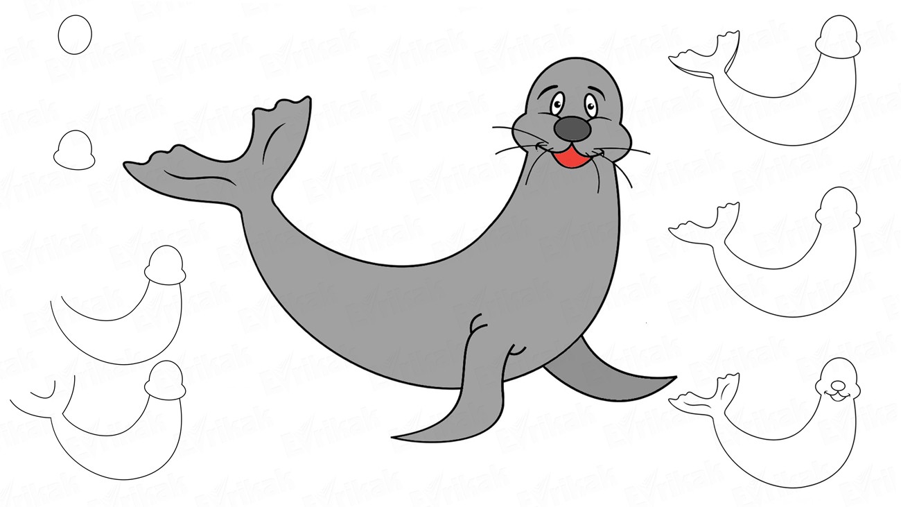 Учимся правильно рисовать тюленя ребенку (+ раскраска)