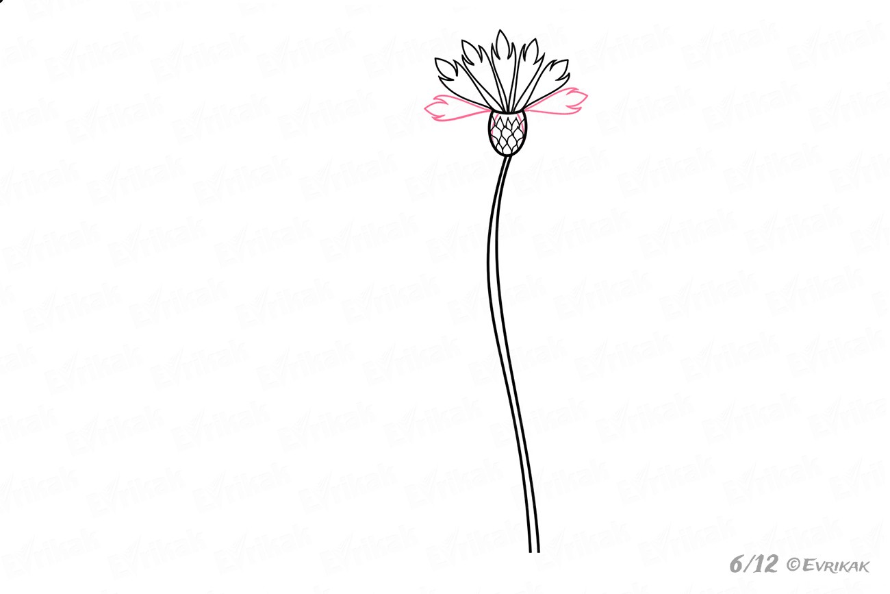 Как нарисовать цветы васильки