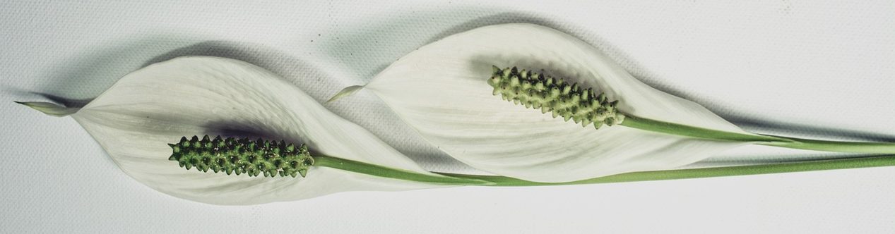 peace-lily-1150874_1280