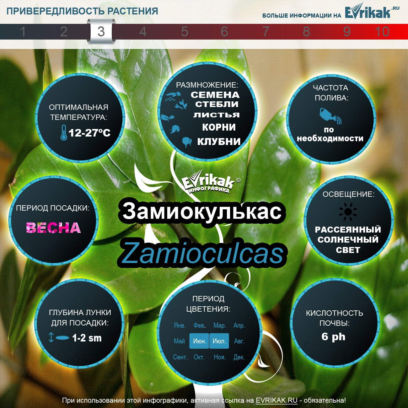 Замиокулькас инфографика_Evrikak.ru