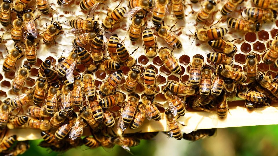 Пчелиный забрус – скажите “да” здоровью и молодости
