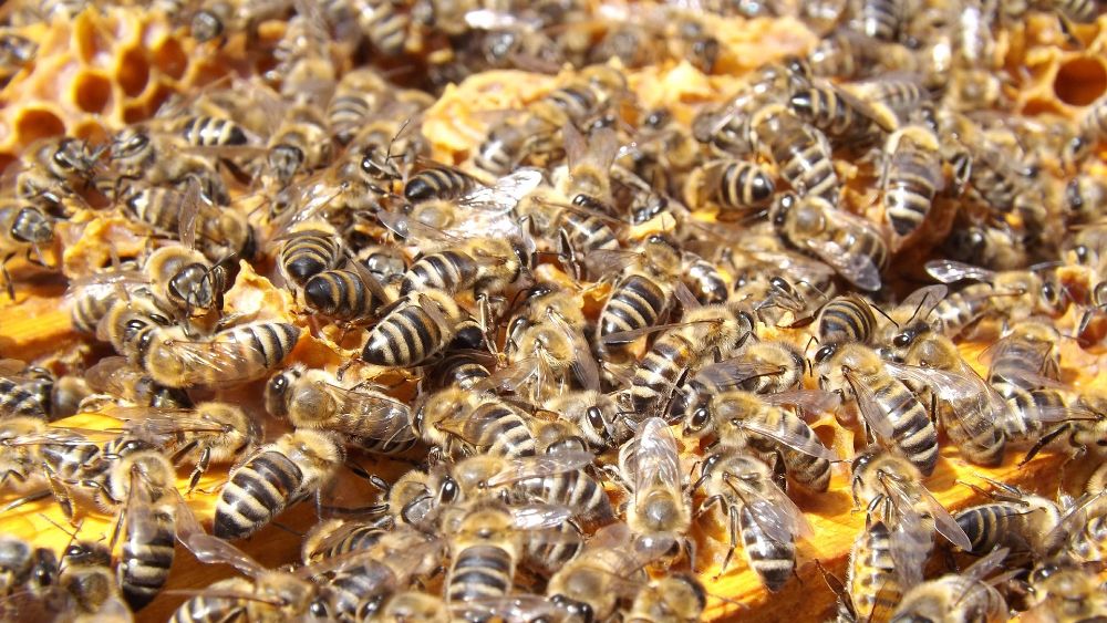 Пчелиный подмор: лечение, применение и рецепты