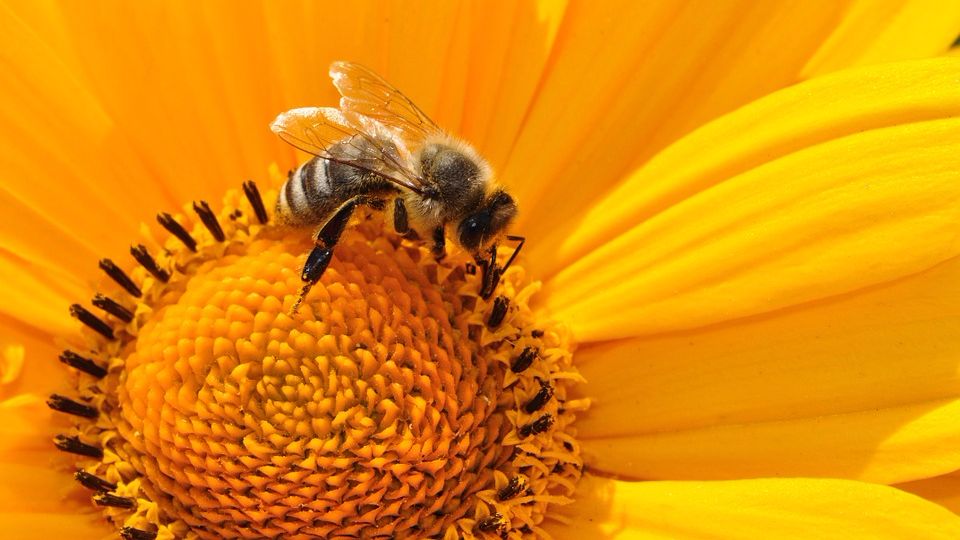 Чем полезна пыльца для здоровья и омоложения, и как ее принимать
