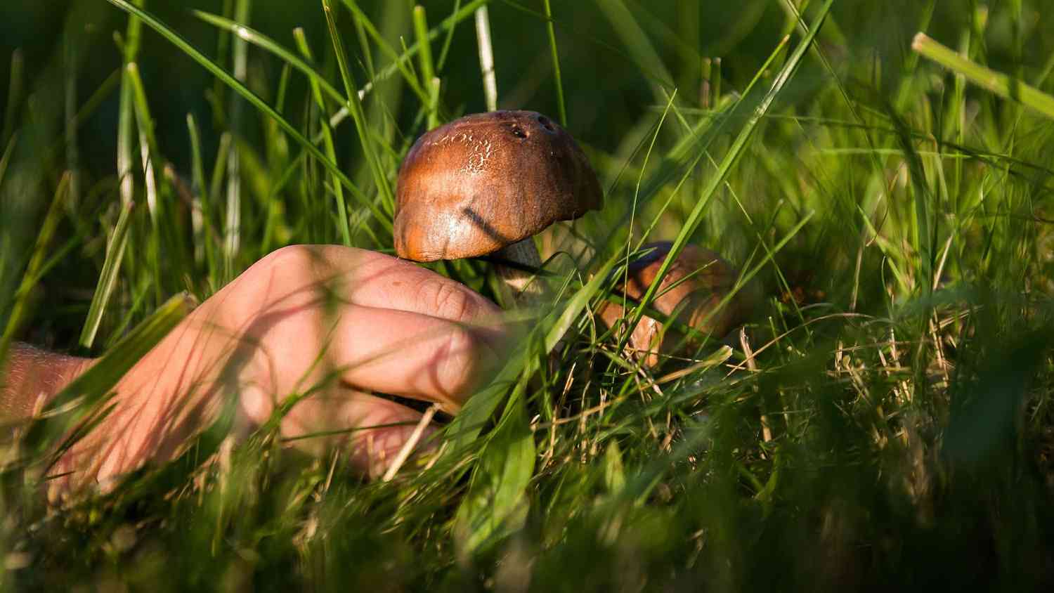 Как отличить съедобные грибы от ядовитых по фото и описанию