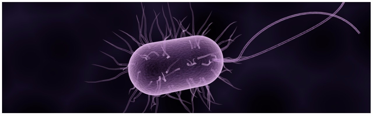 бактерия хеликобактер