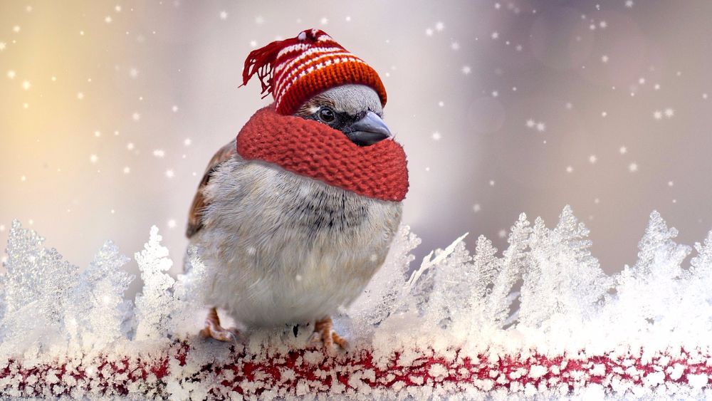 Как можно помочь птицам в зимнее время