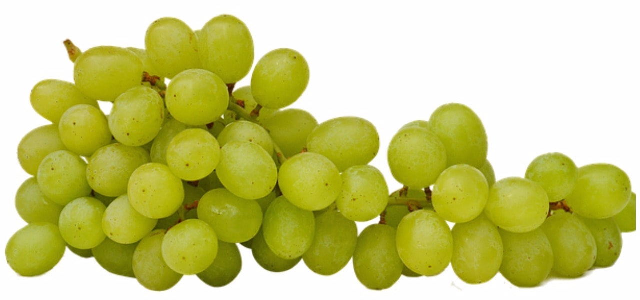 белый сорт винограда
