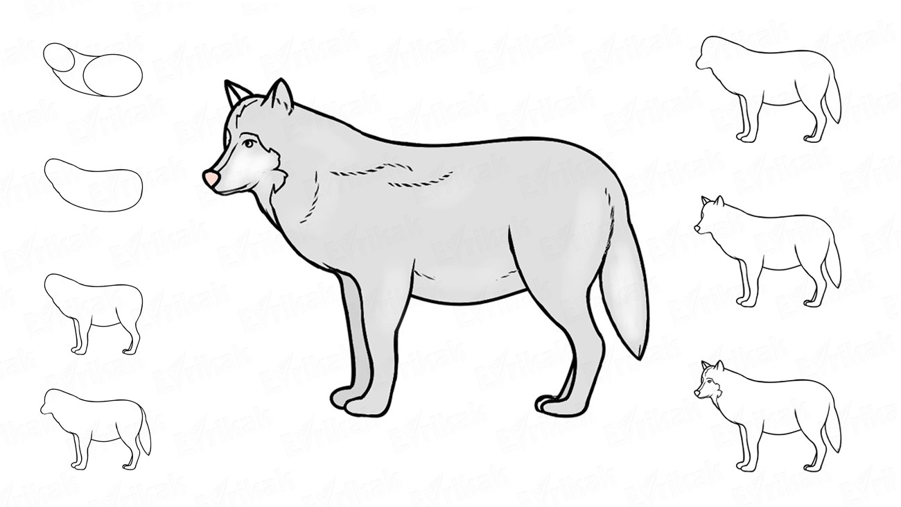 Учимся рисовать волка с ребенком шаг за шагом (+ раскраска)