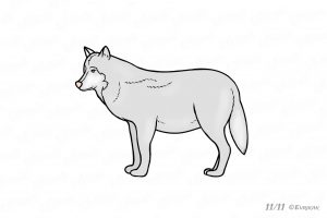 раскраска волк