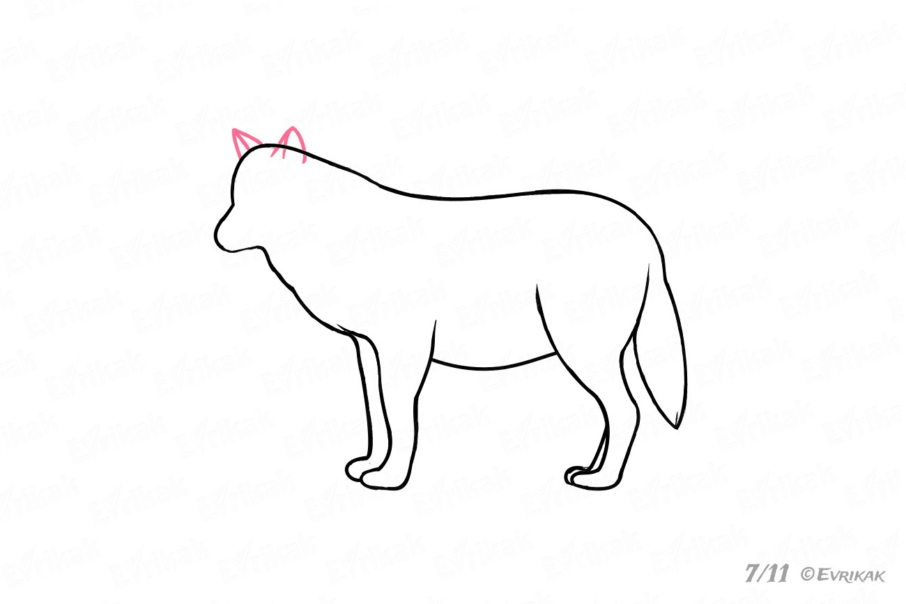 как нарисовать волка