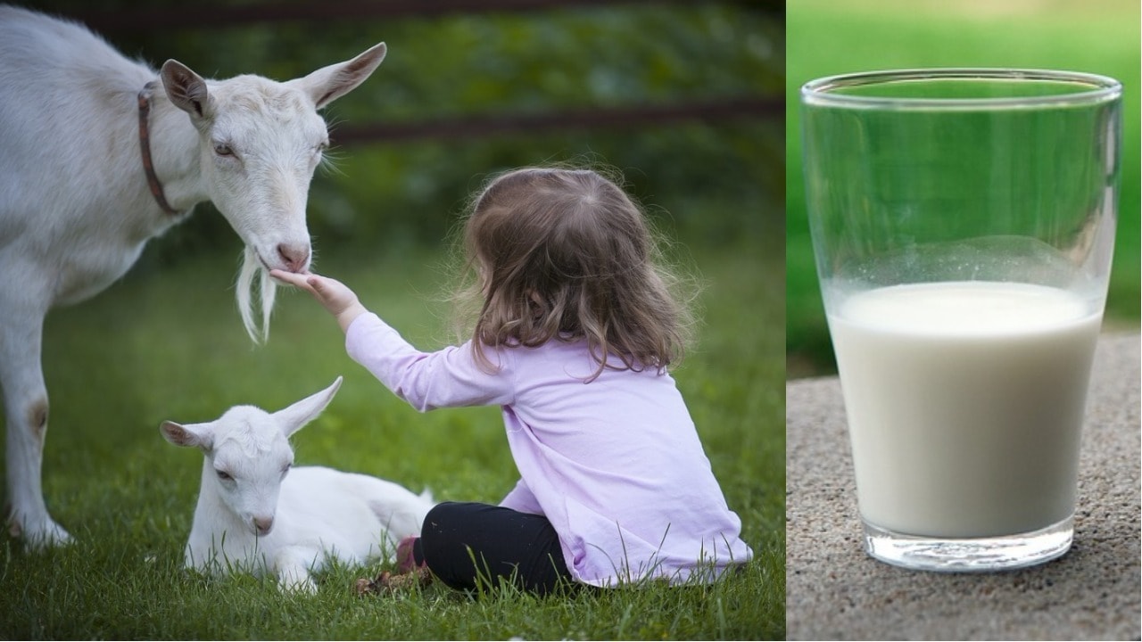 Почему козье молоко в 2 раза лучше коровьего, и чем оно полезно для женщин, мужчин и детей