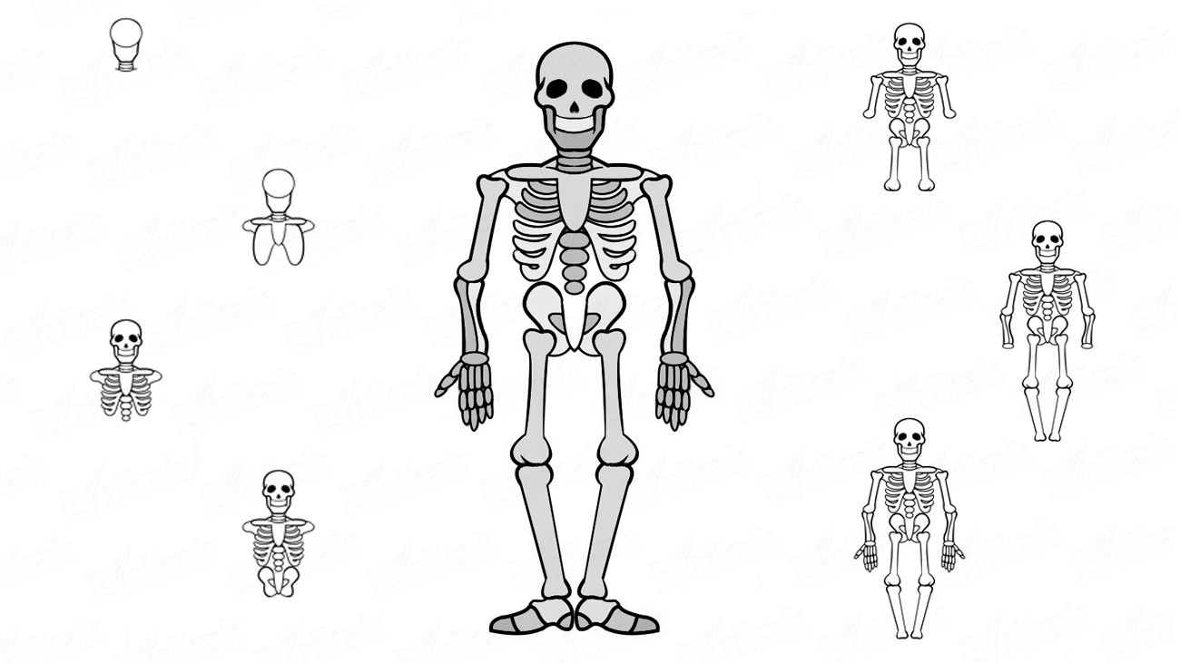 Учимся пошагово рисовать человеческий скелет (+ раскраска)
